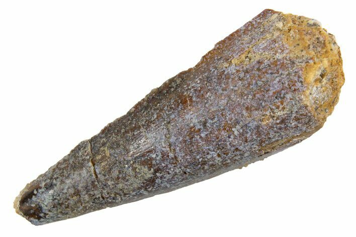 Juvenile Fossil Spinosaurus Tooth - Real Dinosaur Tooth #345869